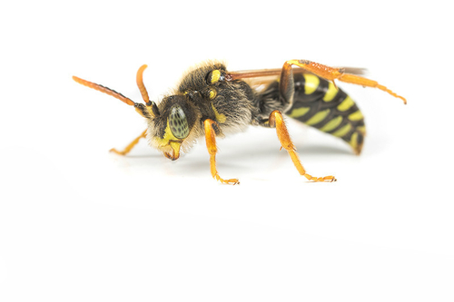 [i]Nomada goodeniana[/i] male. Staffordshire, April 2016.