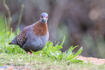 Speckled Pigeon, head-on view, Simon's Town, South Africa