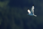 Black-legged Kittiwake portfolio