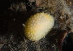 Onchidoris muricata