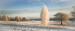 FROSTED TREES AT SUNRISE YORK KNAVESMIRE-2003