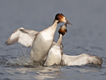 Great Crested Grebe - Podiceps cristatu