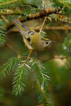 Birds portfolio