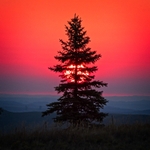 Pine tree sunrise