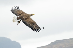 sea-eagle-flying-with-fish