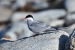 Unst