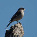 Fiscal Flycatcher portfolio
