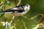 Long tailed Tit 020911 2