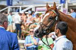 270626-Race 4-Qirat-5190