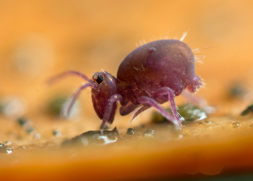 [i]Dicyrtoma fusca[/i]. On the underside of a fallen leaf. Warwickshire, November 2013.