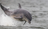CHANORY DOLPHIN 2026 39