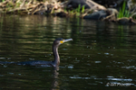 Cormorant resurfaces after dive