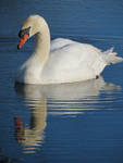 Mute Swan Reflection