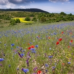 Preci: meadows and woodlands  with poppies and cornflowers.