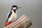 Male Great Spotted Woodpecker, Otterbourne, Hampshire