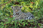 Jaguar cub with wrinkled nose, Rio Sao Lourenco, Mato Grosso, Brazil