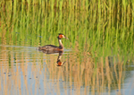 Great Crested Grebe