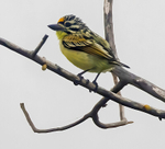 Yellow Fronted Tinker Bird