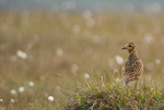 Golden Plover