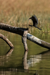 Little Cormorant about to land, Bandhavgarh Tiger Reserve, India