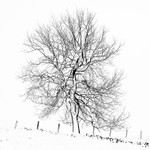 Tegg's Nose tree