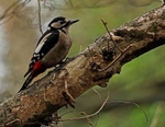 February 2022 - Great Spotted Woodpecker