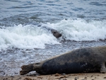 Atlantic Grey Seal
