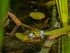 Edible Frog