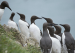 Guillemots 2