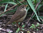 Raddes Warbler