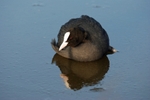 Coot