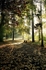 Autumn glade