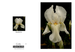 004 Bearded Iris