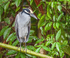 Yellow Crowned Night Heron, Costa Rica
