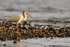 White Ibis on rocky shore, Playa Cativo Lodge, Costa Rica