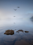 Derwent Geese IMG_9387 v2