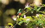 Ruwenzori male sunbird