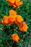 Californian poppy Eschscholzia californica-5517