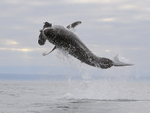Great White Shark breach (frame 6), Mossel Bay, South Africa