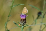 Common Blue