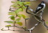 pied flyvatcher 2025 16