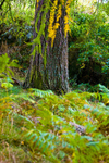 Tree - 7643