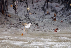 Redshank