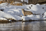 Bobcat