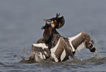 Great Crested Grebe - Podiceps cristatu