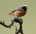 Common Redstart with Caterpillar