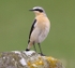 Northern Wheatear