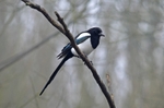 Magpie