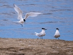 Sandwich Terns