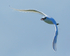 Red-tailed Tropicbird flying, Kilauea Point, Kauai